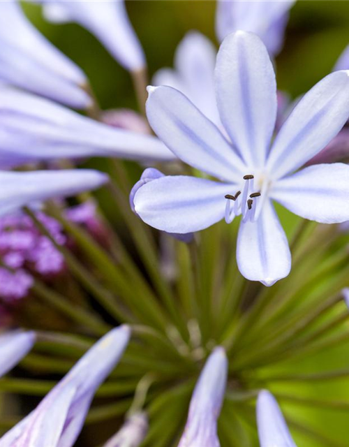 Schmucklilie, Liebesblume