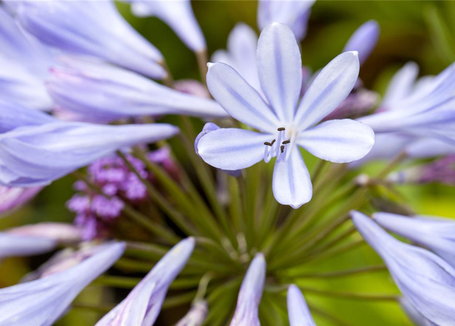 Schmucklilie, Liebesblume