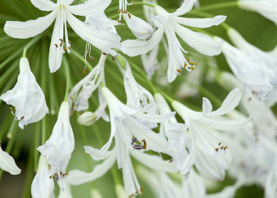 Schmucklilie, Liebesblume