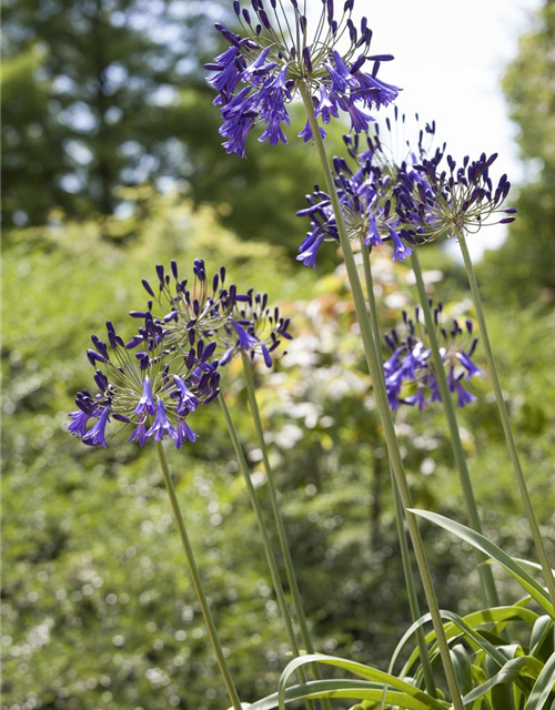 Schmucklilie, Liebesblume