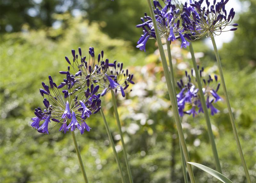 Schmucklilie, Liebesblume