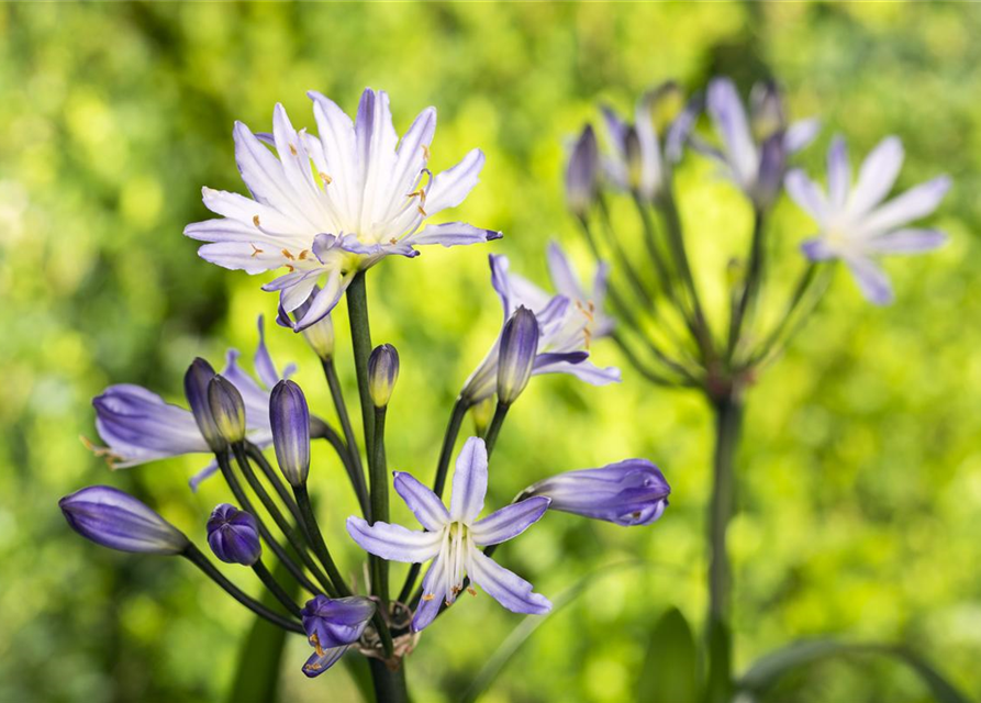 Schmucklilie, Liebesblume