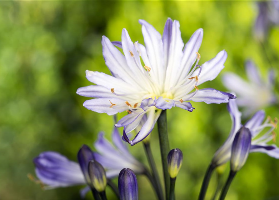 Schmucklilie, Liebesblume