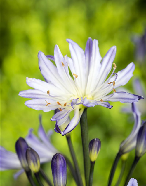 Schmucklilie, Liebesblume