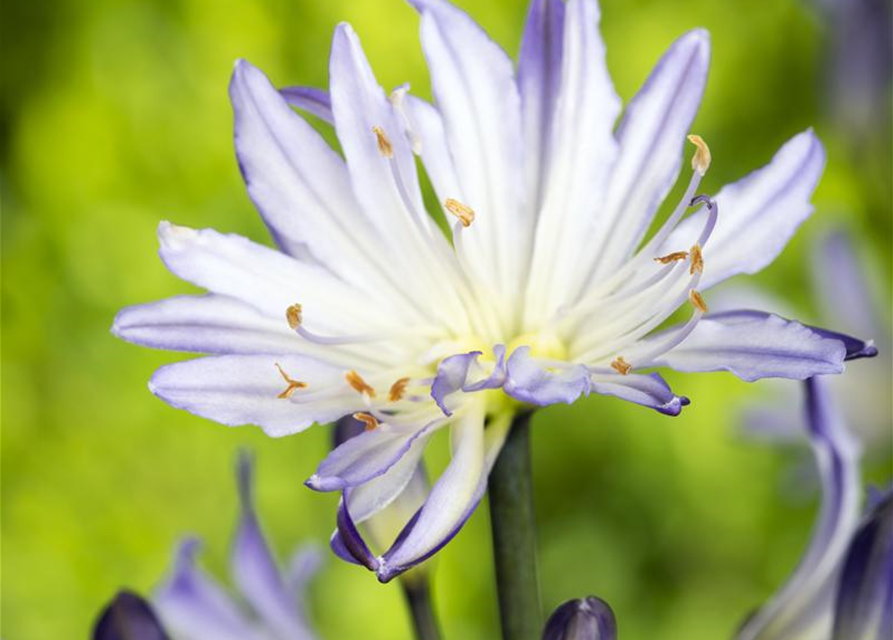 Schmucklilie, Liebesblume