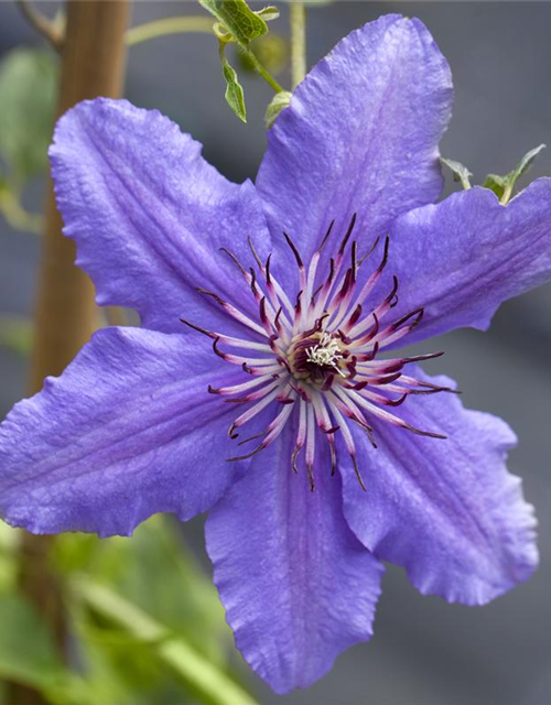 Clematis Boulevard 