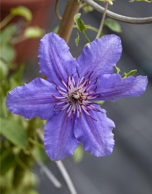 Clematis Boulevard 