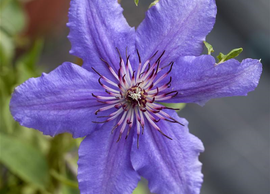 Clematis Boulevard 