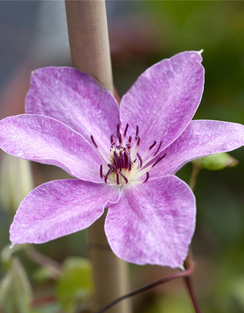 Clematis Boulevard 