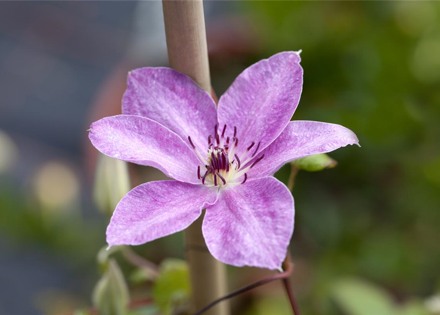 Clematis Boulevard 