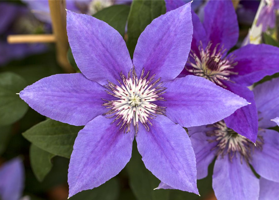 Clematis Boulevard 