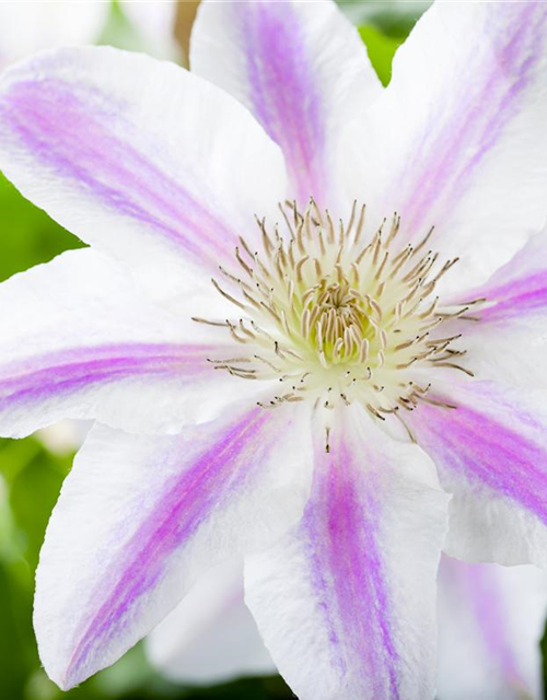 Clematis Boulevard 