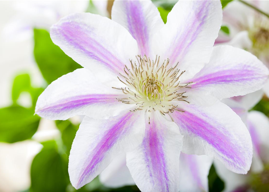 Clematis Boulevard 