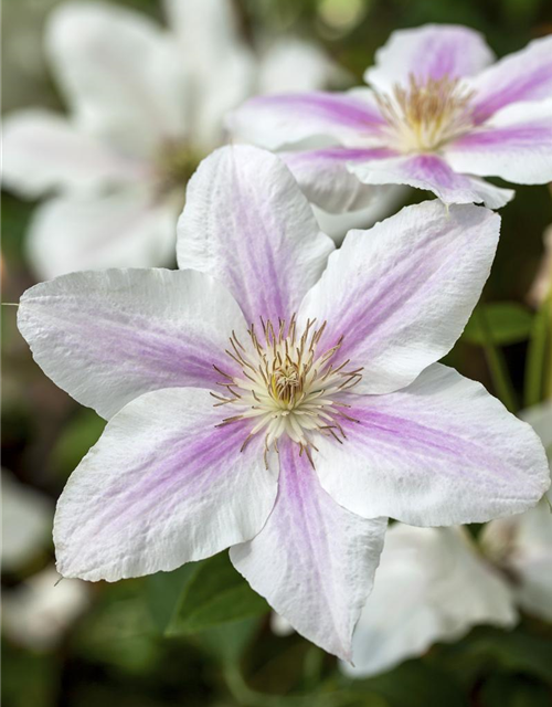 Clematis Boulevard 