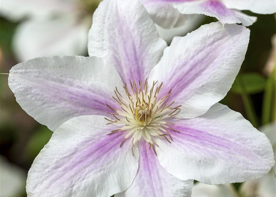 Clematis Boulevard 