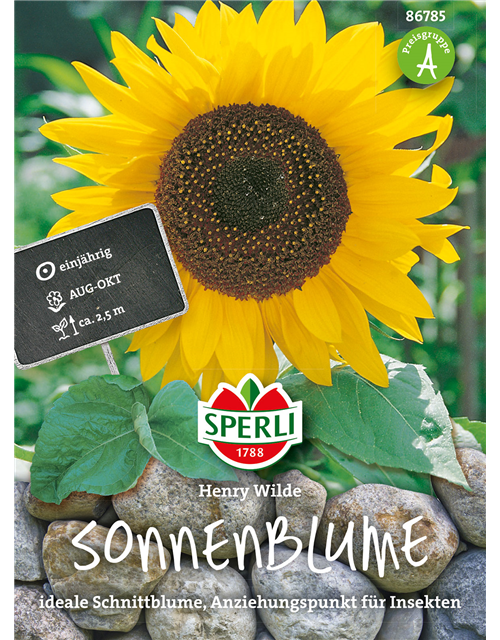 Sonnenblume