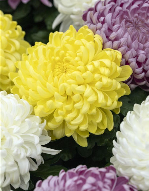 Chrysantheme