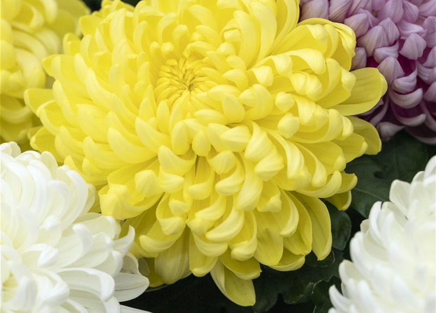 Chrysantheme