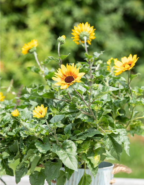 Balkon-Sonnenblume 'SunBelievable®'