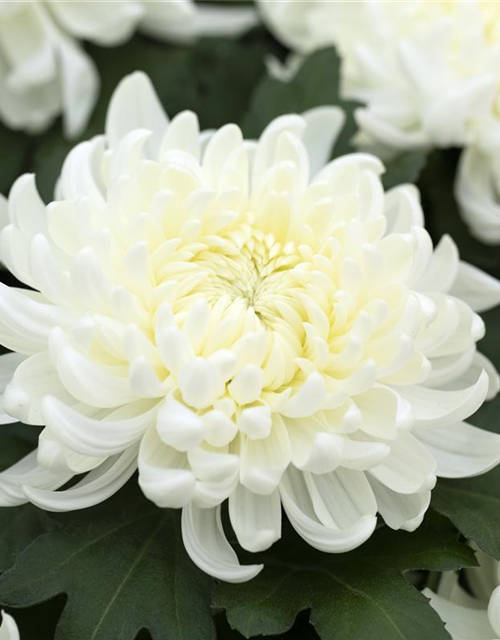 Chrysantheme