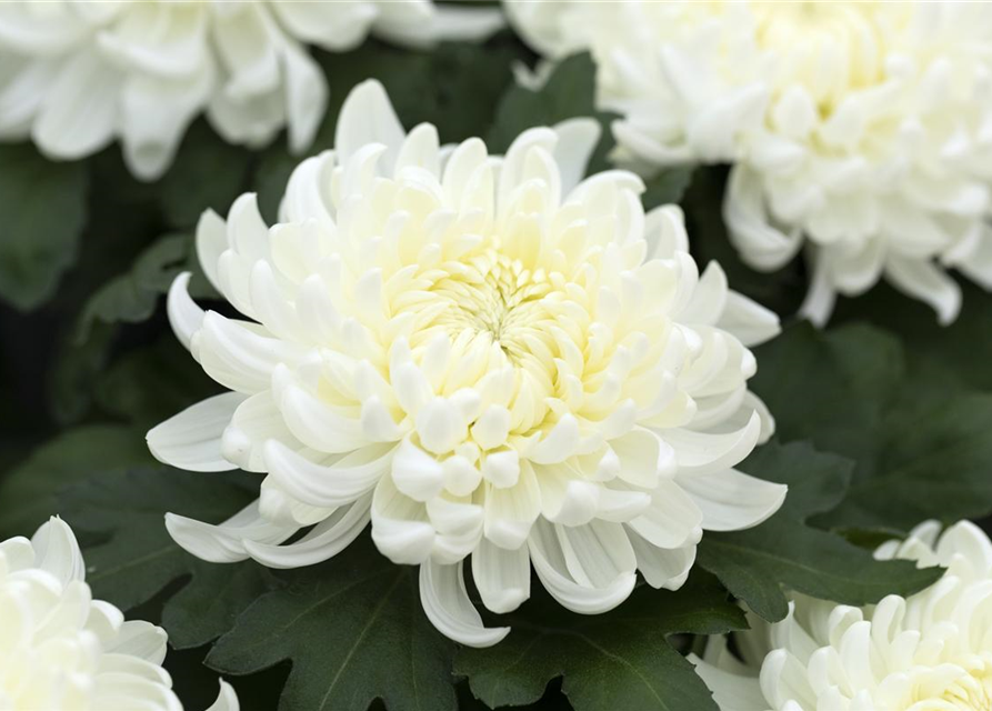 Chrysantheme