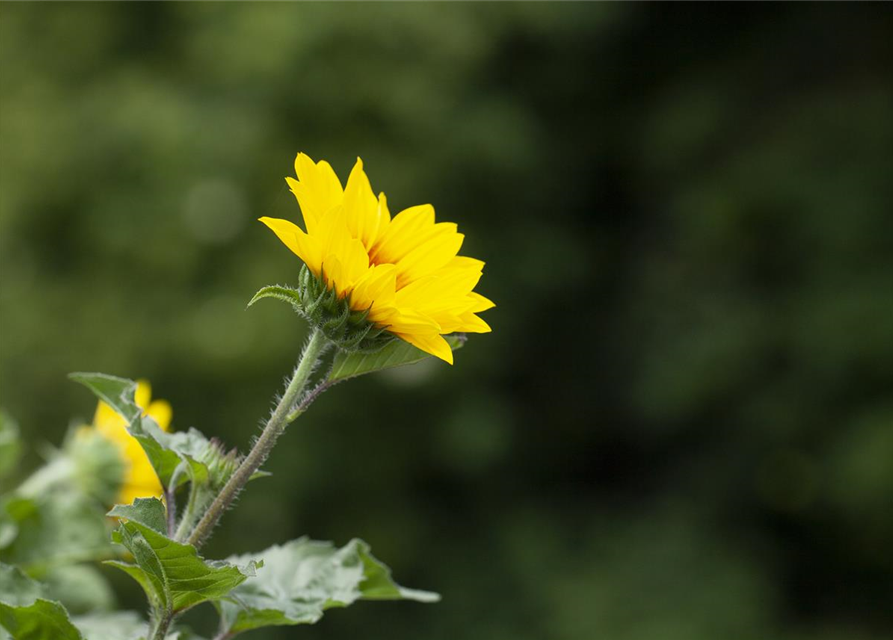 Balkon-Sonnenblume 'SunBelievable®'