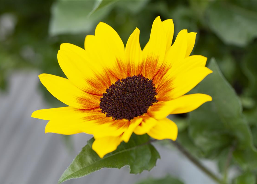 Balkon-Sonnenblume 'SunBelievable®'