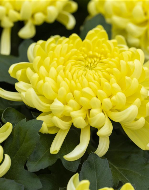 Chrysantheme