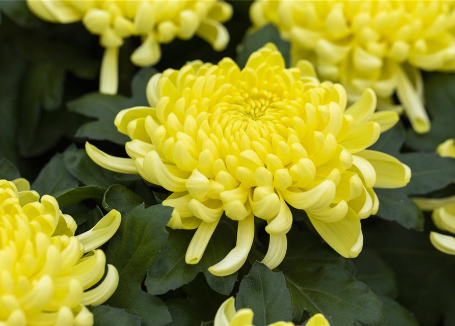 Chrysantheme