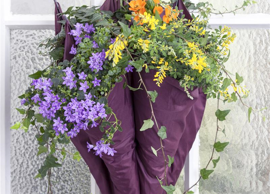 Campanula portenschlagiana