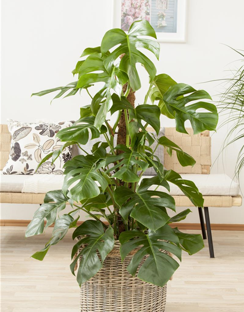 Fensterblatt Monstera