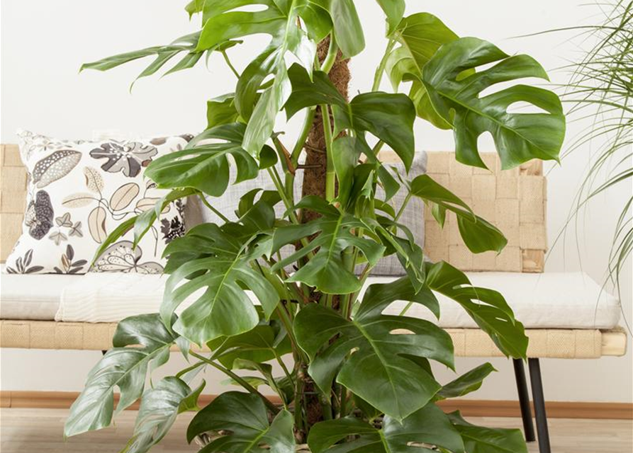 Fensterblatt Monstera