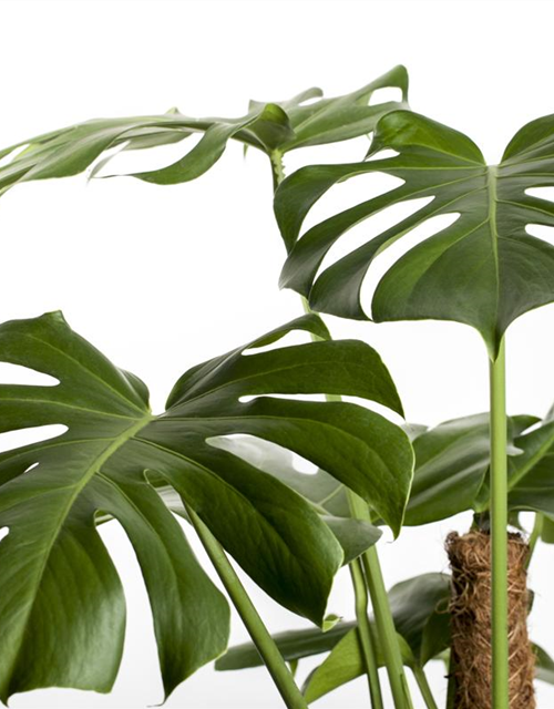 Fensterblatt Monstera