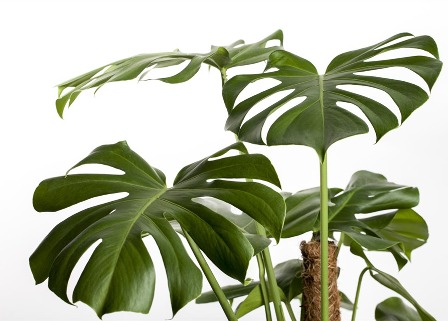 Fensterblatt Monstera