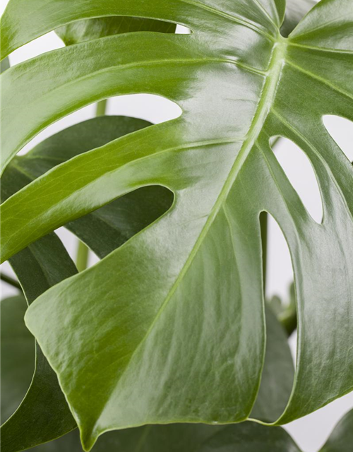 Fensterblatt Monstera