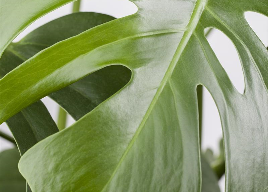 Fensterblatt Monstera