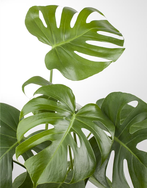 Fensterblatt Monstera