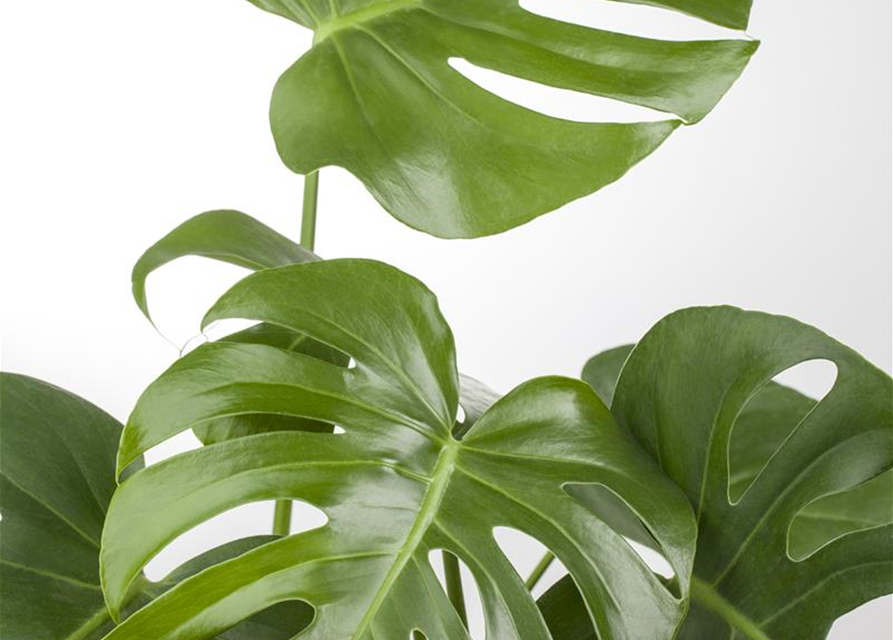 Fensterblatt Monstera