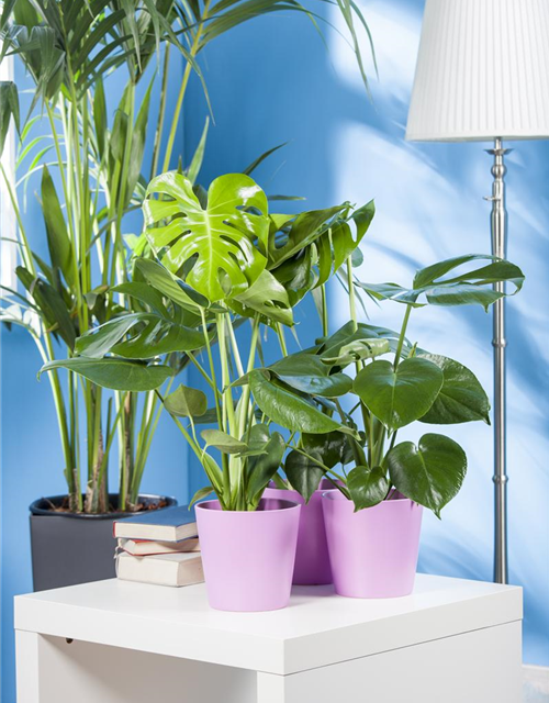 Fensterblatt Monstera