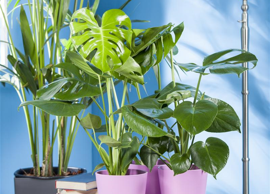 Fensterblatt Monstera