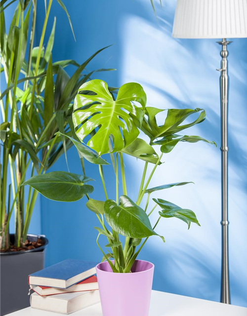 Fensterblatt Monstera