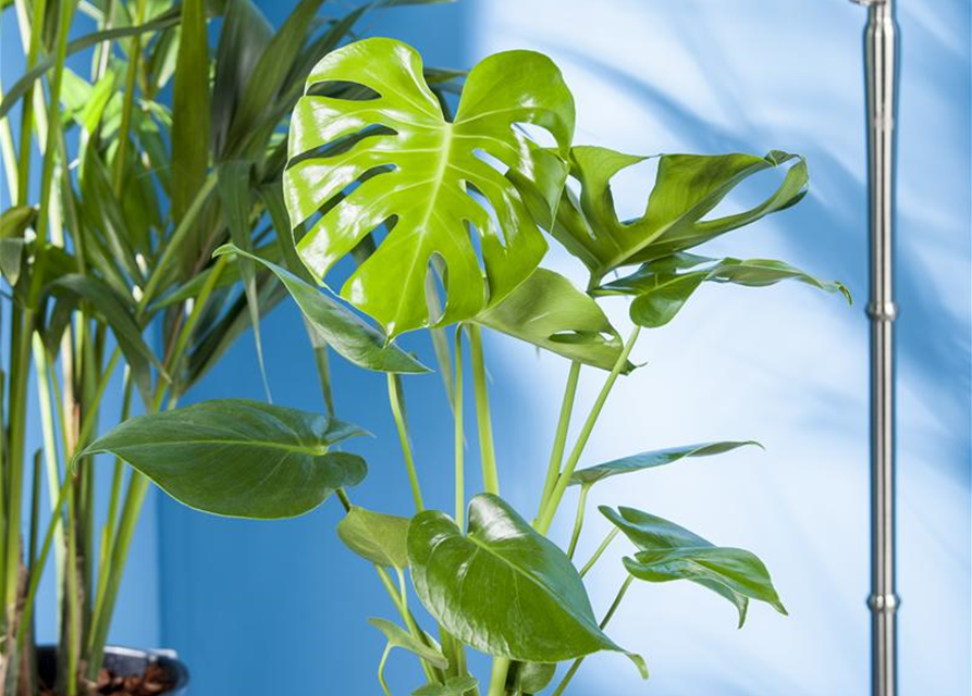 Fensterblatt Monstera