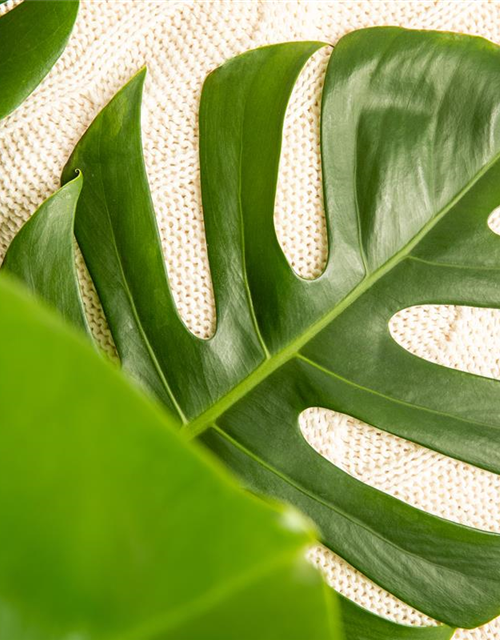 Fensterblatt Monstera