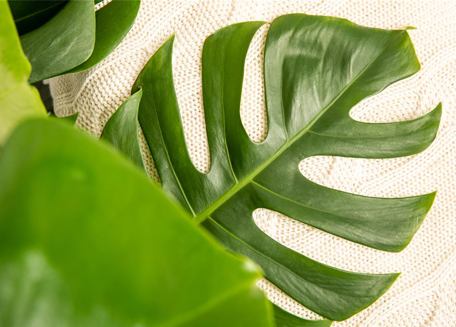 Fensterblatt Monstera