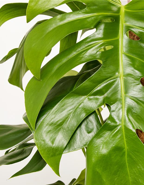 Fensterblatt Monstera