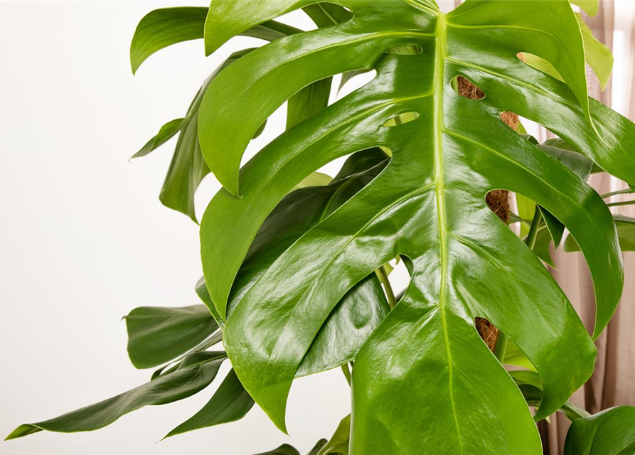 Fensterblatt Monstera