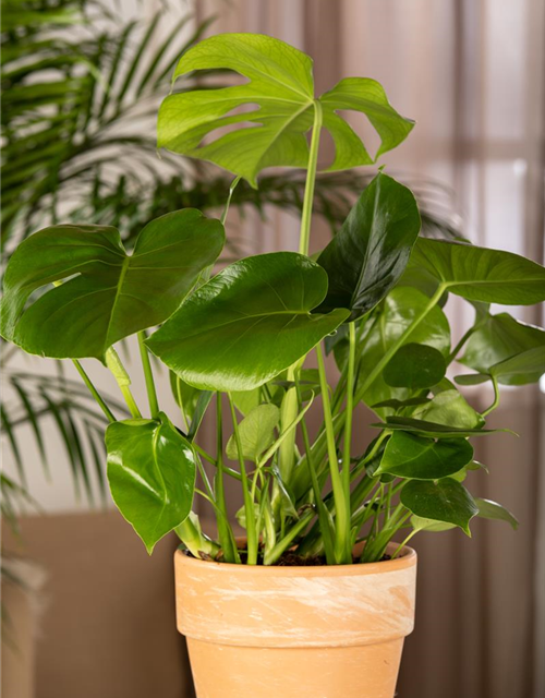 Fensterblatt Monstera