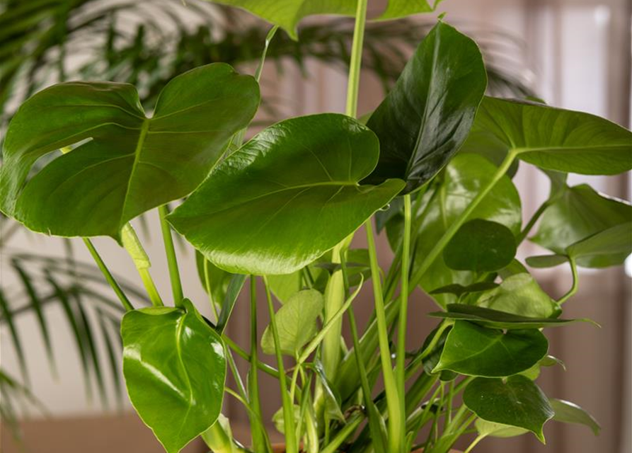 Fensterblatt Monstera