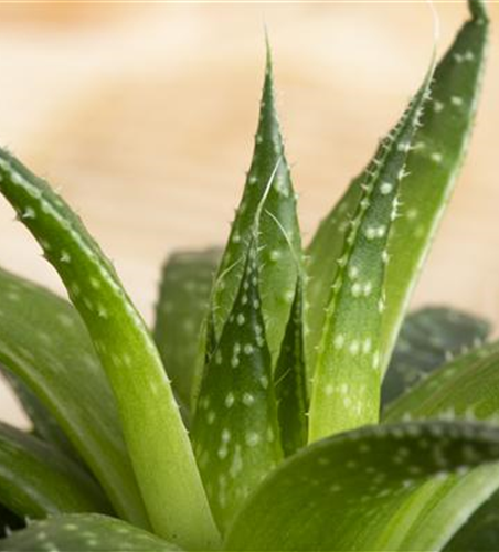 Haworthia 