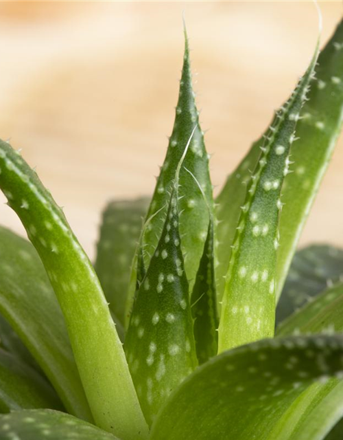 Haworthia 